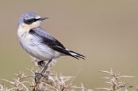  Cdric CAN, Ouessant, Dizro, Traquet motteux, Oenanthe oenanthe, Northern Wheatear, 010524 111.jpg