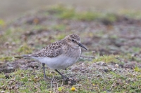  Cdric CAN, Ouessant, Kadoran, Bcasseau de Baird, ,Calidris bairdii - Baird_s Sandpiper 121024 111.jpg