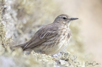  Cdric CAN, Ouessant, Pipit maritime, Anthus petrosus, European Rock Pipit 210524 111.jpg