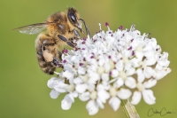  Cdric CAN, Ouessant, Rservoir, Abeille noire d_Ouessant, 080524 111.jpg