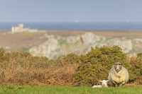  Cdric CAN, Ouessant, brebis et son agneau 230324 111.jpg