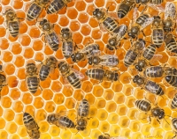 ©Cédric CAÏN, Ouessant, abeilles noire d_ouessant et ses alvéoles de miel,  Apis mellifera mellifera, 010915 111.jpg
