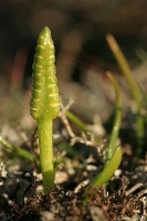 Ophioglosse du portugal (Ophioglossum lusitanicum).jpg
