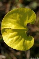 Trompette jaune (Sarracenia flava) 2.jpg